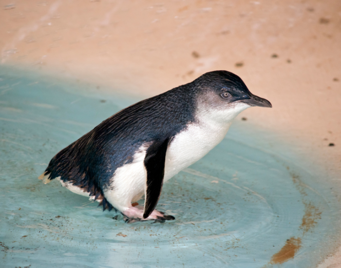 little-penguin.webp little blue penguin walking off the water
