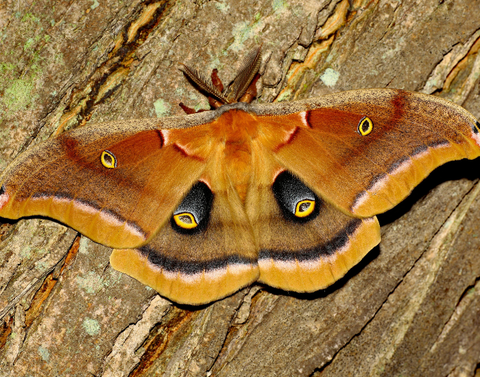 male-Polyphemus-moth-Antheraea-polyphemus-2.webp male of a Polyphemus moth