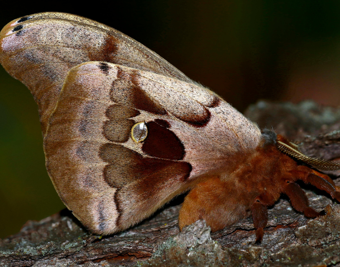 male-Polyphemus-moth-Antheraea-polyphemus-5.webp Polyphemus moth standing over a rock