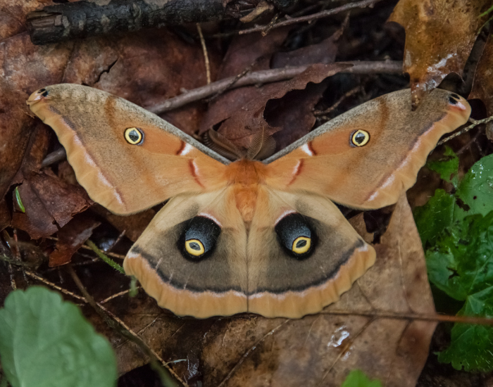 male-Polyphemus-moth-Antheraea-polyphemus-6.webp Polyphemus moth on the ground