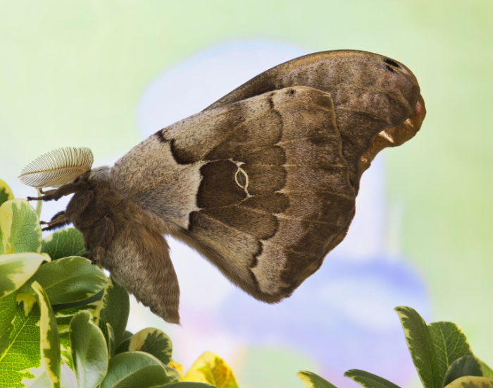 male-Polyphemus-moth-Antheraea-polyphemus.webp side close up of a Polyphemus moth on a plant