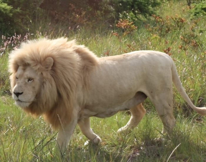 male-white-lion.webp male white lion walking