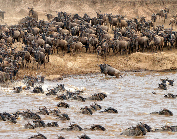 masai-mara-river.webp the great wildebeest migration