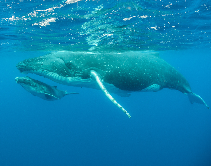 mom and calf humpback whale underwater