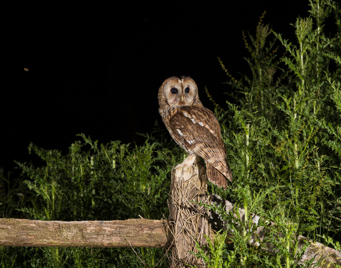 tawny owl on a fence at night