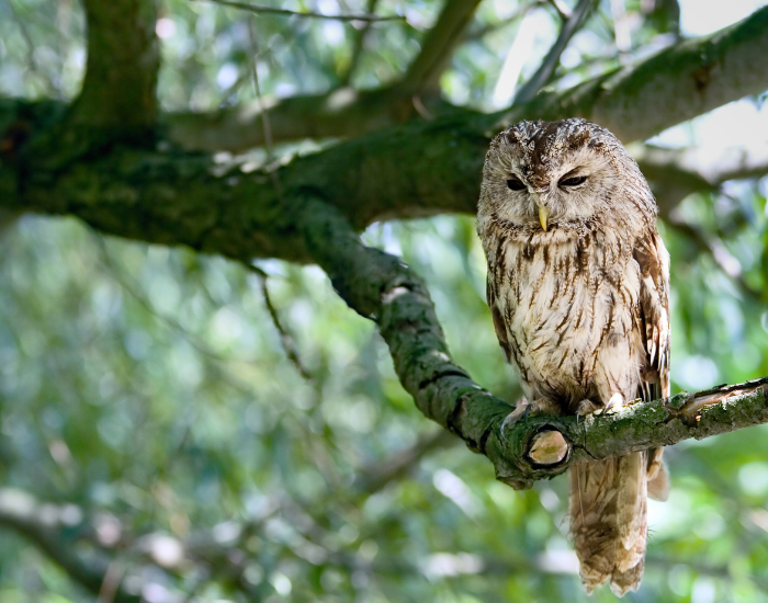 tawny owl laying on top of a tree