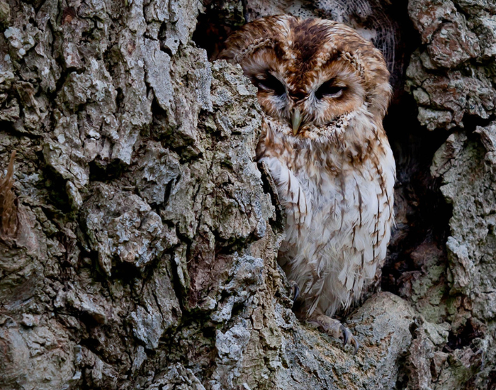 tawny owl Camouflaged on a tree