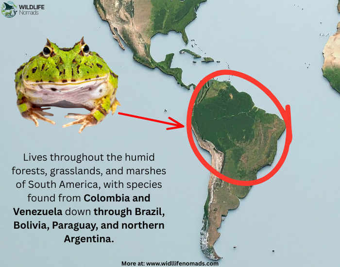 pacman-frog-distirbution.webp map showing the distribution of pac man frogs in the wild
