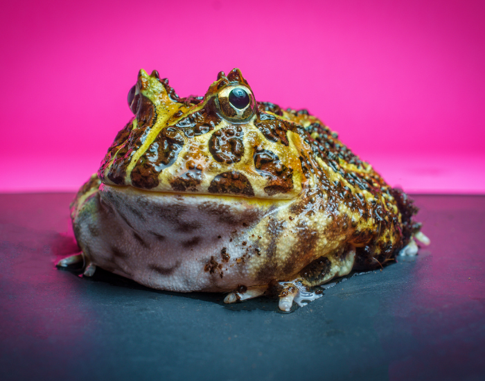 pacman-frog-pink-background.webp pacman frog with pink background