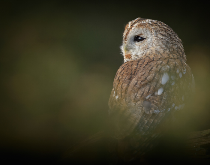 tawny owl in the wild
