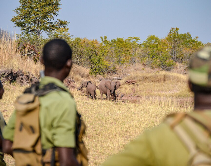 poaching-africa.webp men in africa looking at an elephant from a distance