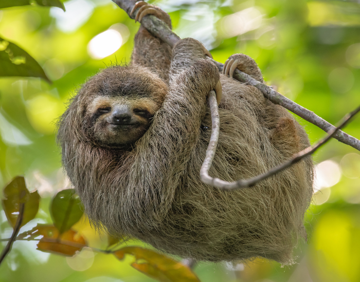 sloth hanging from a tree branch
