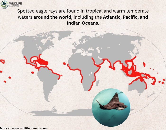 spotted-eagle-ray-distirbution-map.webp distribution map of the spotted eagle ray