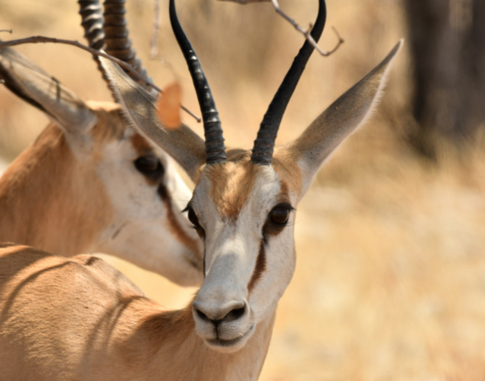 springbok-female-4.webp close up pf a springbok face
