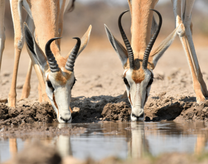 springbok-female-7.webp two springbok drinking water from a hole in africa
