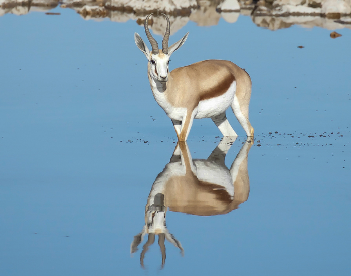 an springbok antelope standing on water and its image reflected