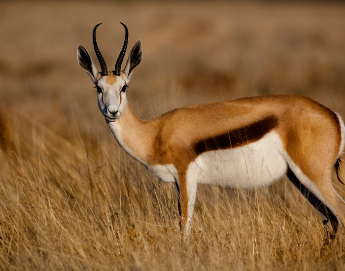 springbok-female.webp springbok in the wild standing