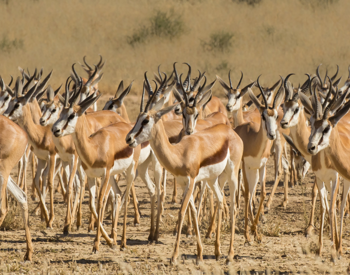 springbok-herd.webp springbok herd