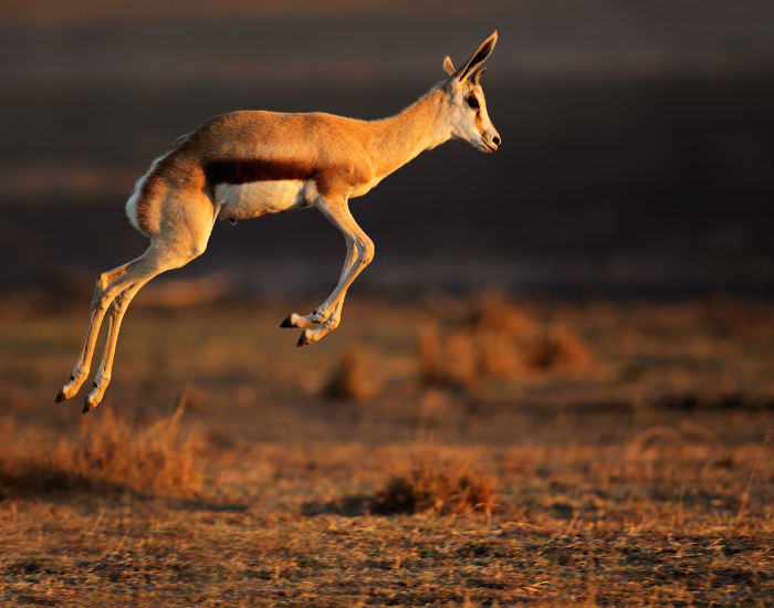 springbok-jumping.webp springbok jumping in the wild