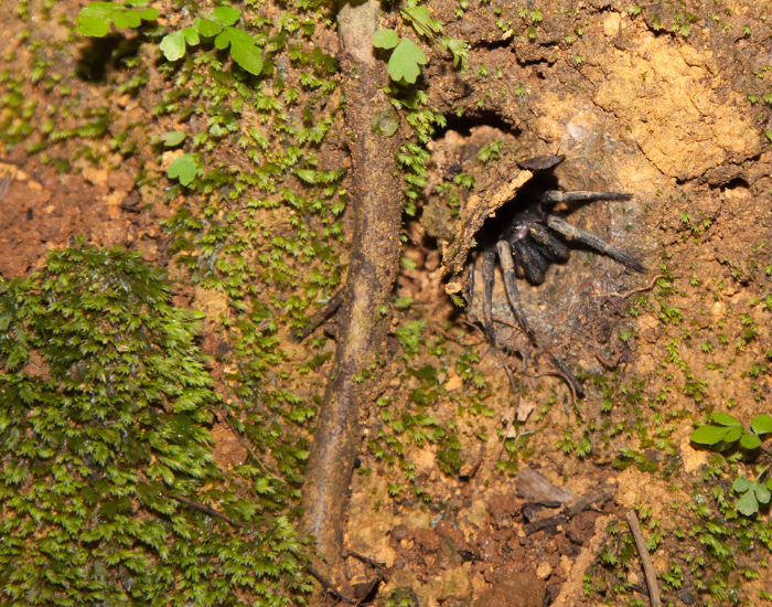 australian funnel web spider on the ground