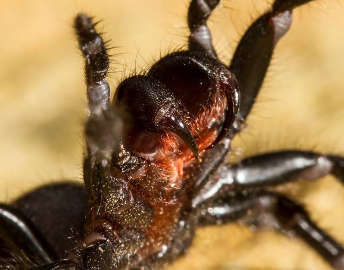 sydney-funnel-web-spider.webp close up of a sydney funnel web spider