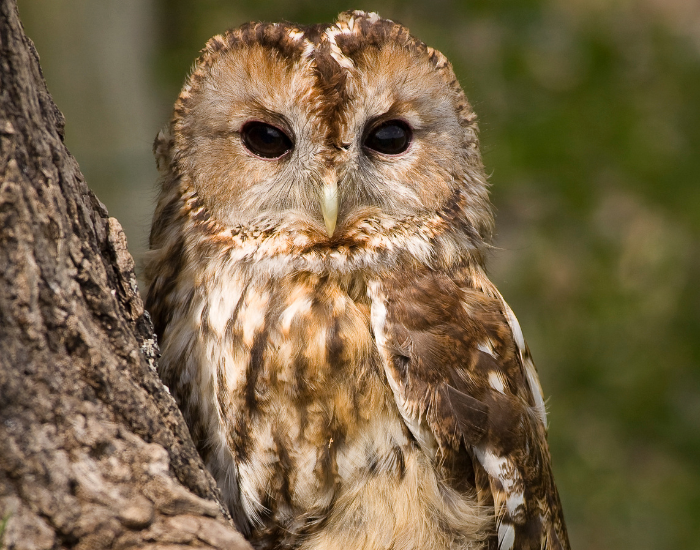 Close up of a taany owl in the wild