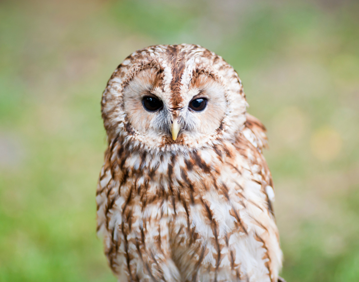 Close up of a small tawny owl