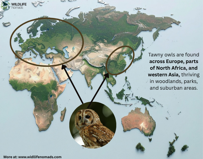 Tawny owl distribution map