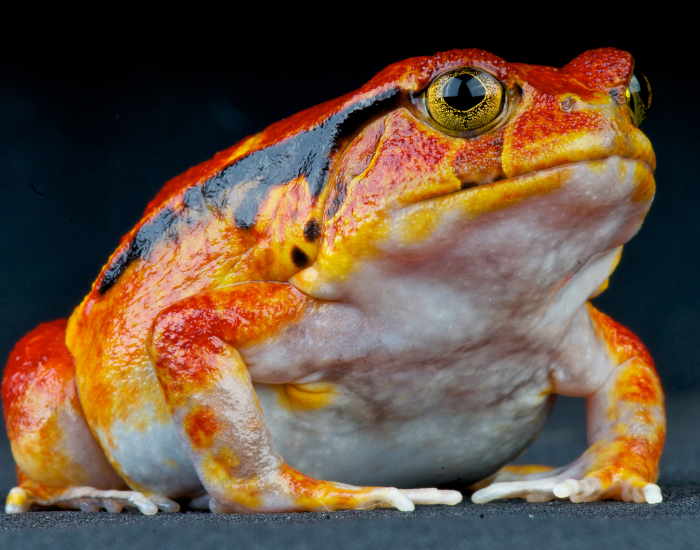 close up of a tomato frog