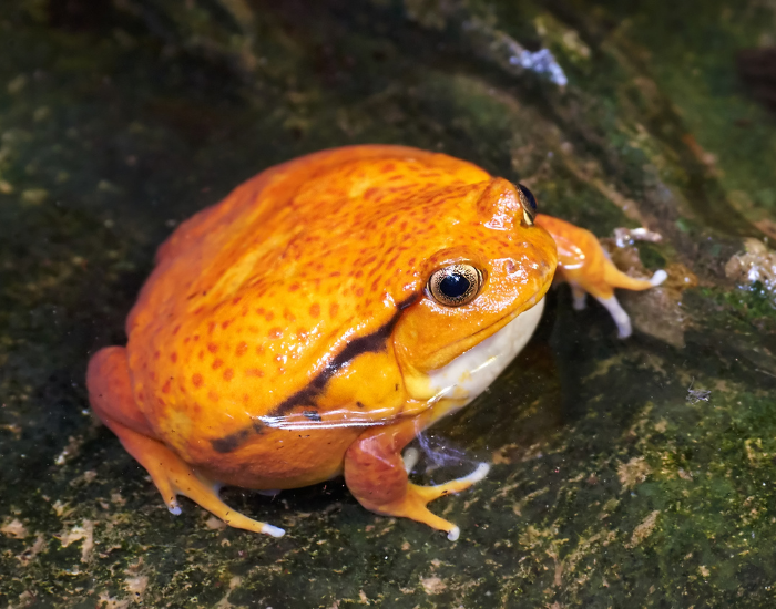 tomato frog expanded
