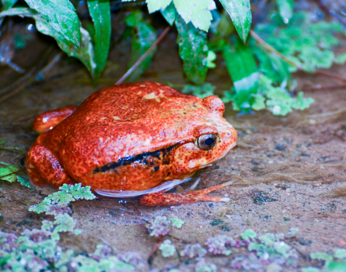 tomato frog on the ground