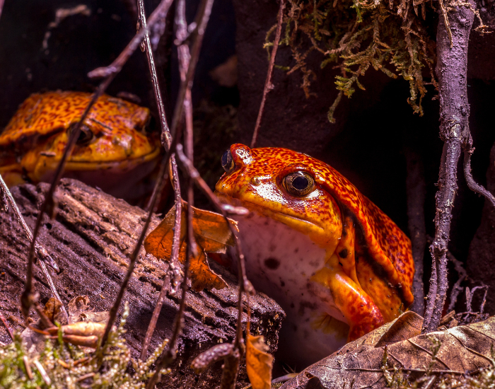two tomato frogs