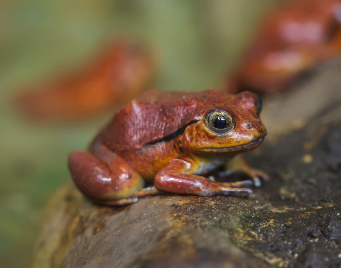 Tomato frog in the wild on a rock