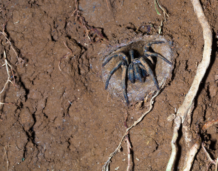 trap-door-spider.webp trap door spider