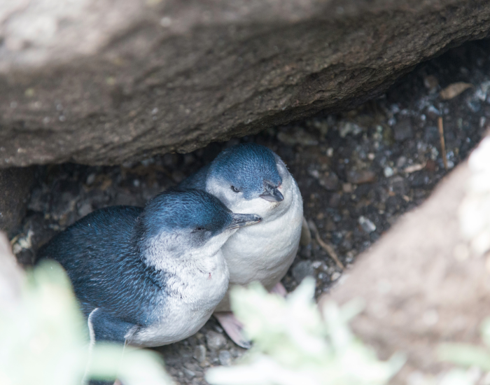 two-blue-penguins-hidden.webp two little penguins in a burrow