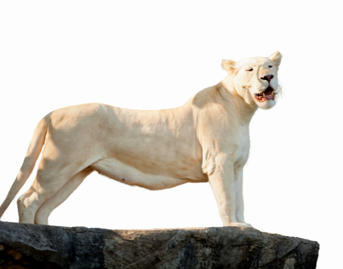 white-lion-2.webp female white lion on top of a rock