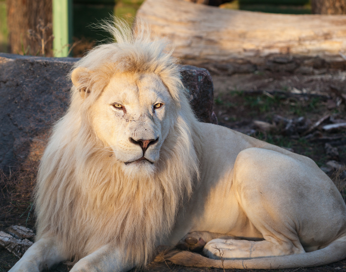 white-lion.webp male white lion laying