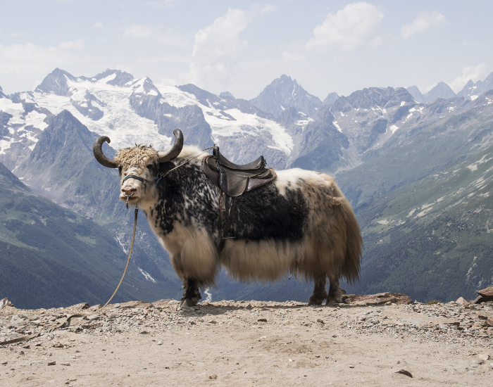 yak on a mountanous terrain