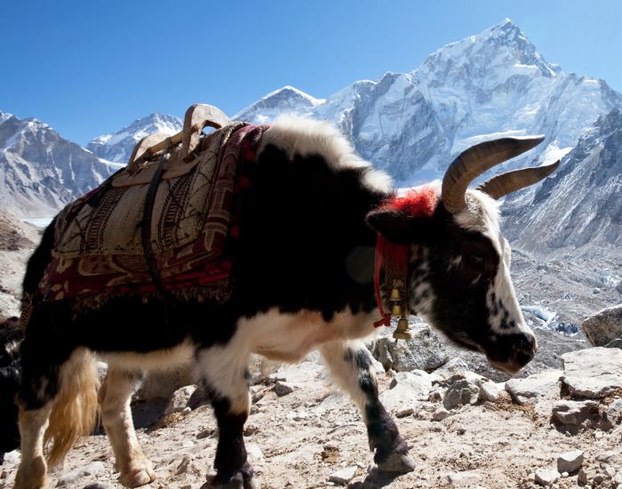 a domesticated yak climbing a mountain