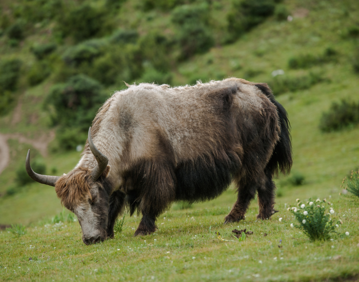Yak in the wild grazing