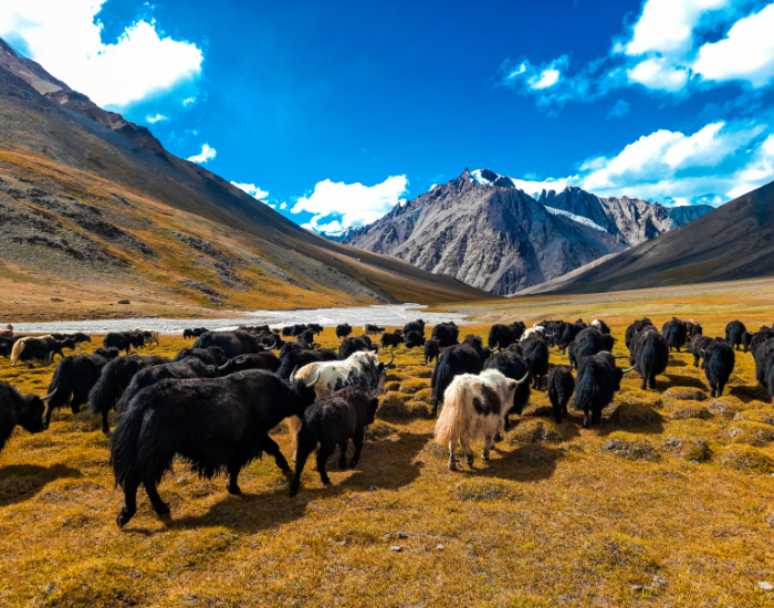 Herd of yaks in the wild