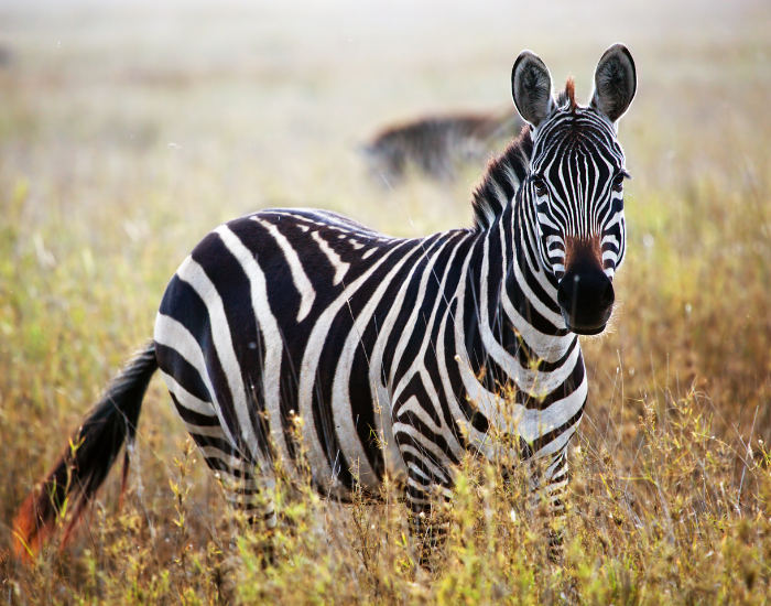 zebra.webp zebra in the wild