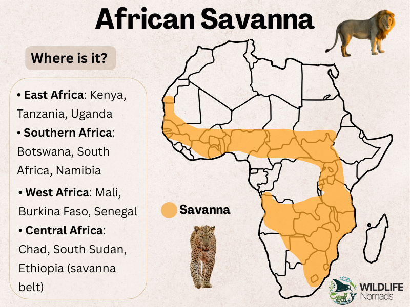 African-Savanna.webp African Savanna distribution mao