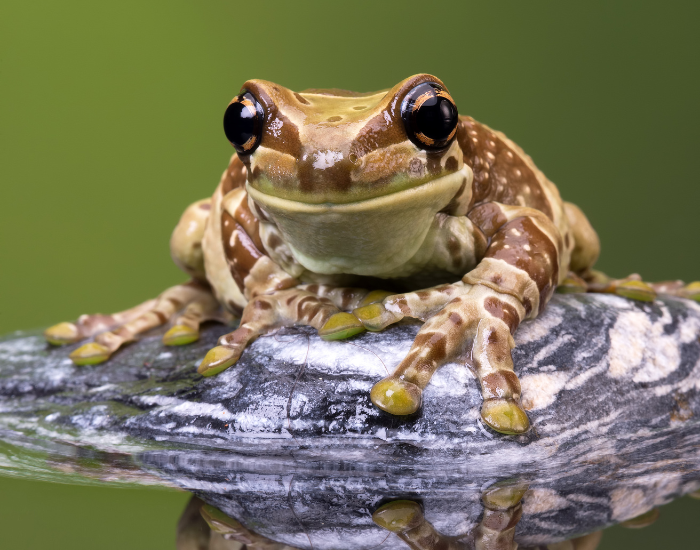an Amazon Milk Frog on top of a rock