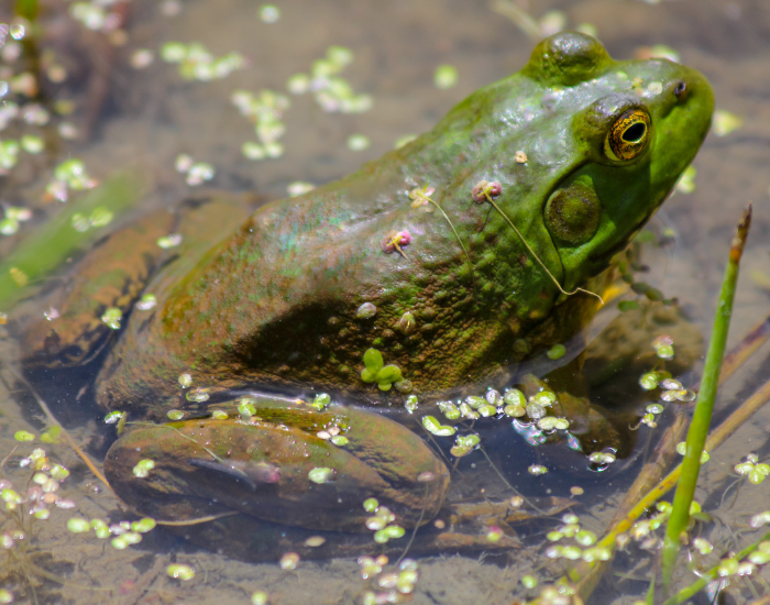 American-Bullfrog-Lithobates-catesbeianus.webp an American Bullfrog on a pond