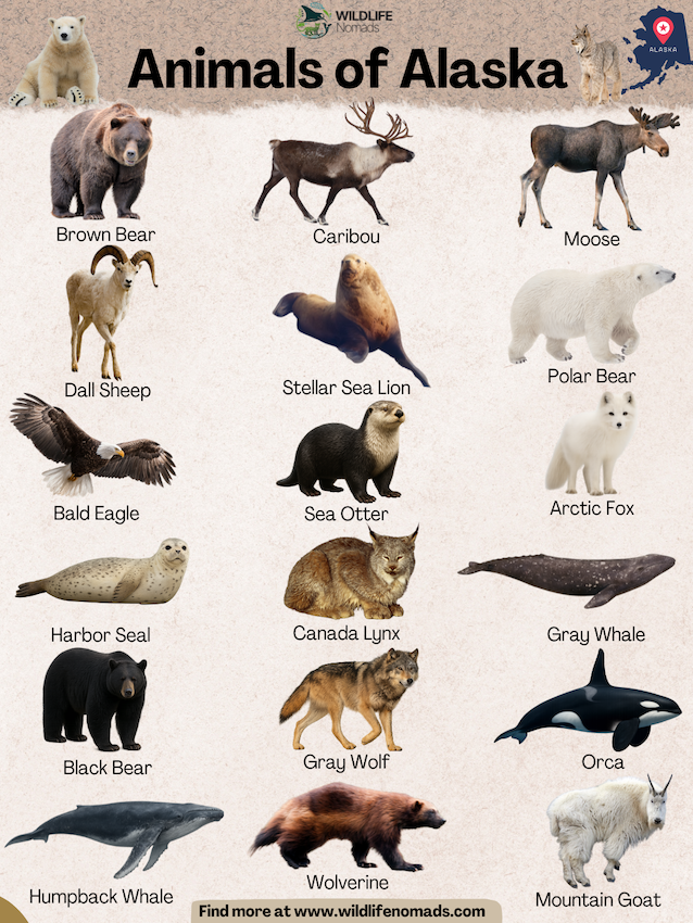 infographic showing 18 animals that can be found in alaska