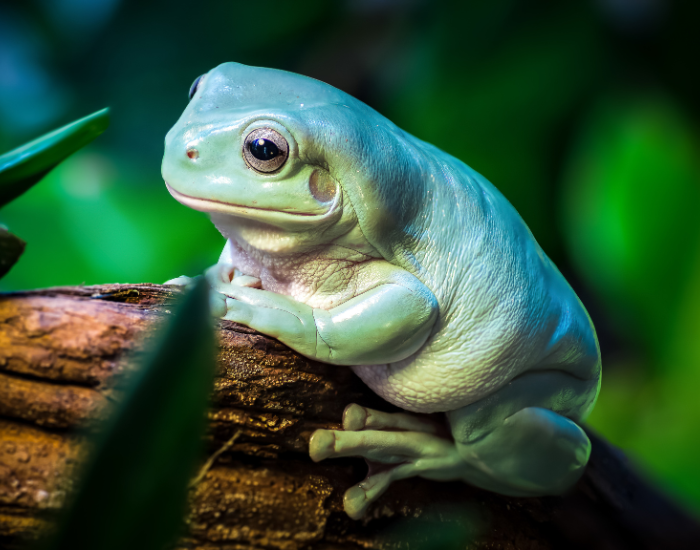 an Australian Green Tree Frog on top of a rock