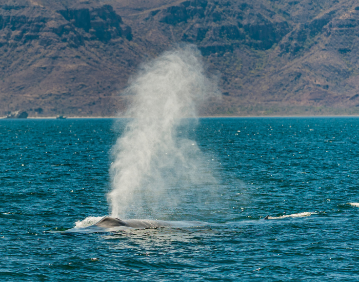 Balaenoptera-musculus-blue-whale-alaska.webp blue whale blowing water in alaska