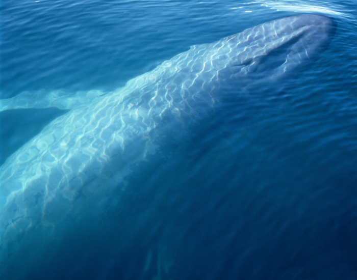 Balaenoptera-musculus-blue-whale.webp close up of a blue whale swimming