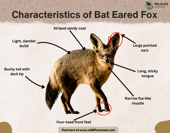 Characteristics-of-Bat-Eared-Fox.webp Characteristics of Bat Eared Fox infographic